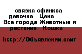 связка сфинкса. девочка › Цена ­ 500 - Все города Животные и растения » Кошки   